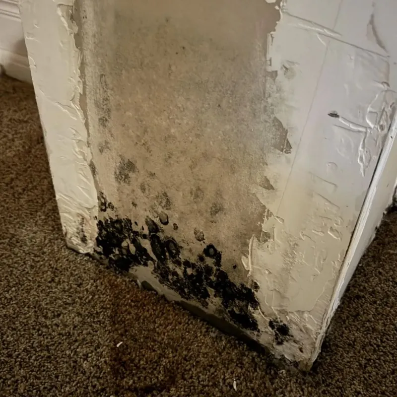Professional Mold Removal in Billerica, MA
